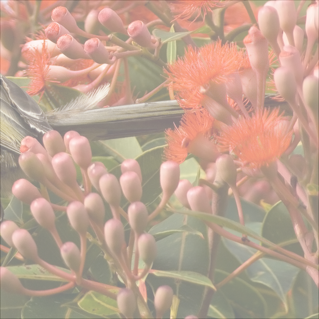 Alana Johnson - Photography